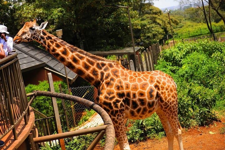 Nairobi Full Day Excursion: Wildlife, Culture, and Conservation in One Adventure photo 6