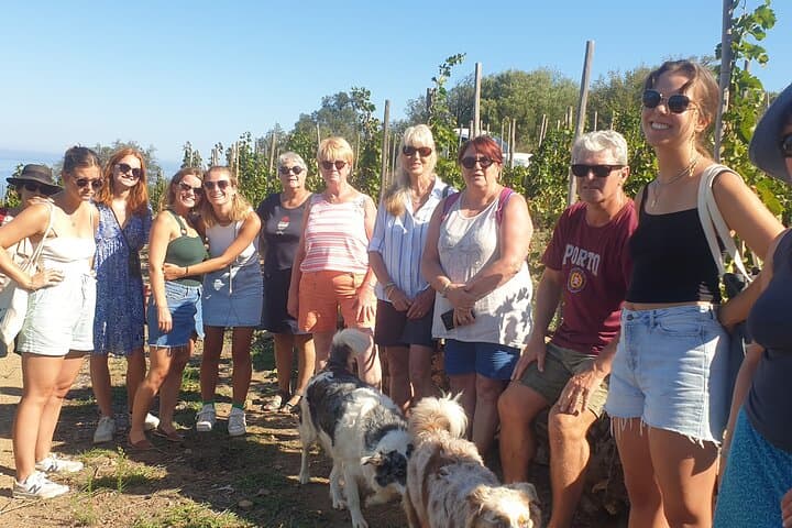 Maury Vineyard Walk: Cathar Trails, Cellars & VIP Wine Tasting photo 5