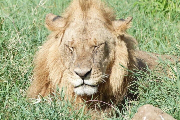3-Day Meru National Park Safari: Wildlife, Riverine Forests & Nyambene Views photo 3