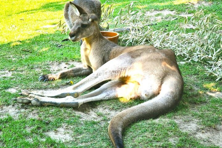 Prague Zoo Admission with Transfer and Multilingual Audio Guide photo 4