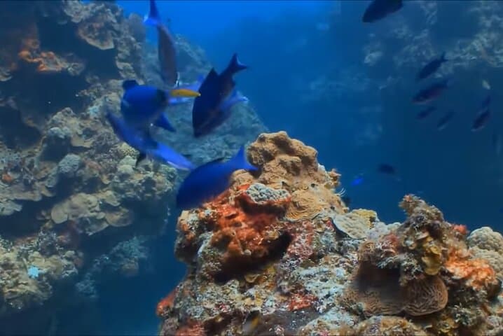 Montego Bay Reef Snorkeling Tour with Local Lunch & Shopping Stops photo 6