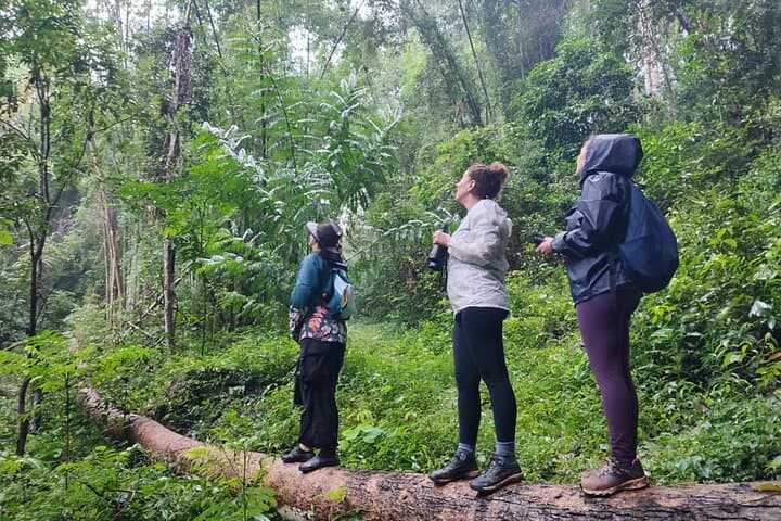 2-Day Gibbon Conservation & Karen Village Homestay near Doi Inthanon photo 3