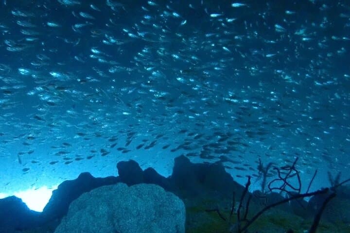 Kansai Trial Diving from Osaka — Safe Intro Scuba for Beginners photo 2
