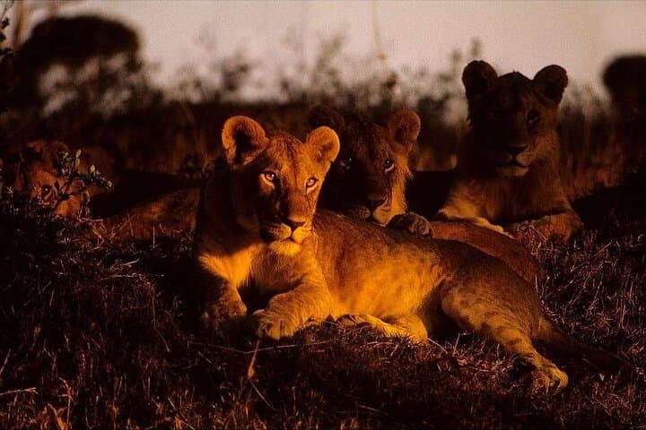 Night Game Drive in Nairobi National Park: Discover Nairobi's Nocturnal Wildlife