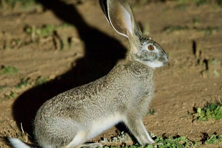 Night Game Drive in Nairobi National Park: Discover Nairobi's Nocturnal Wildlife photo 3