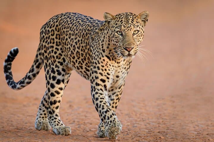 Yala & Udawalawe Safari From Hambantota Port — Leopard, Elephant & Birdwatching Day Trip photo 4