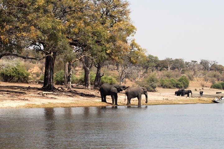 Chobe Day Trip from Livingstone: River Safari and Game Drive in Chobe National Park photo 5