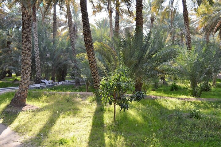 Al Ain Day Trip: Jebel Hafeet, Oasis & Camel Market with Buffet Lunch photo 4