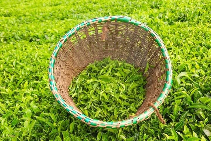 Limuru Tea Farm Day Trip from Nairobi — Kiambethu Tea & Forest Walk photo 4