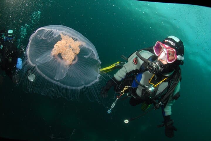 First-Time Scuba in Lofoten: Intro Dive into Arctic Kelp Forests photo 4