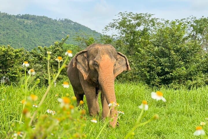 Half-Day Elephant Home Sanctuary Experience in Koh Samui Jungle photo 6