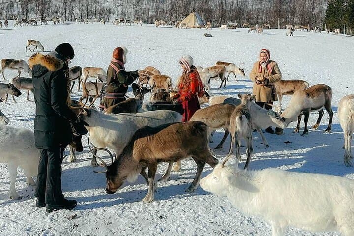 Sami Reindeer Visit Near Tromsø: Small-Group Reindeer Feeding & Lasso Experience