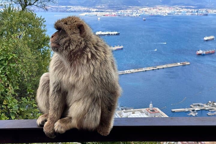Gibraltar Private Daytrip from Cadiz: Rock, Monkeys & St. Michael's Cave
