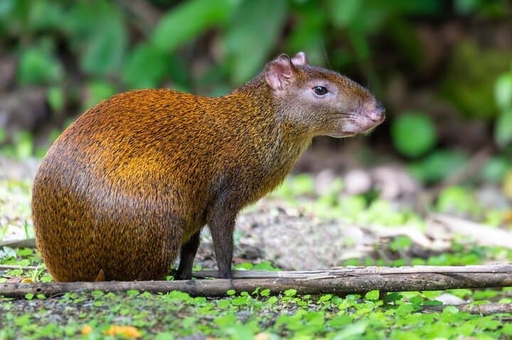 Curi Cancha Nature Experience: Guided Cloud-Forest Walk in Monteverde photo 4