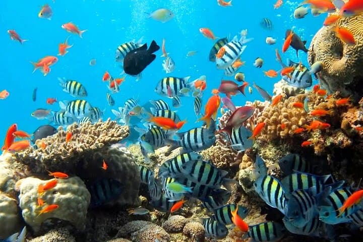 Blue Lagoon Bali: Private Snorkeling Day Trip from Padangbai with Lunch photo 2