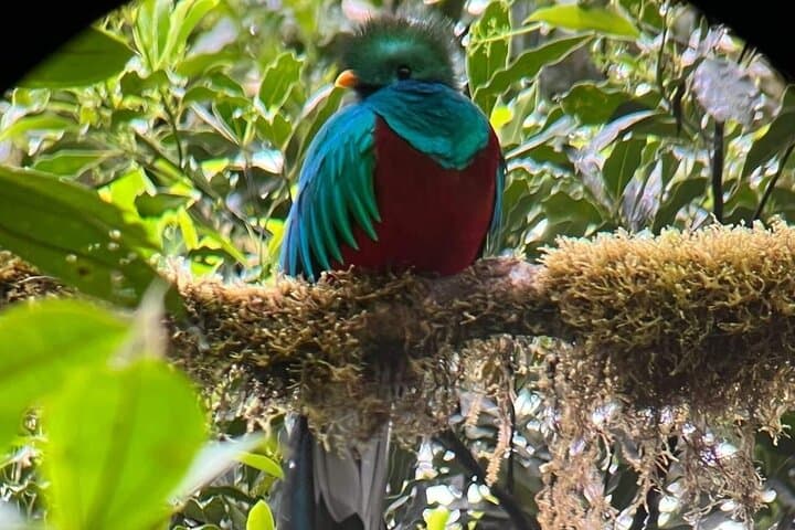 Guided Monteverde Cloud Forest Walk — Hummingbirds, Mossy Trails & Wildlife