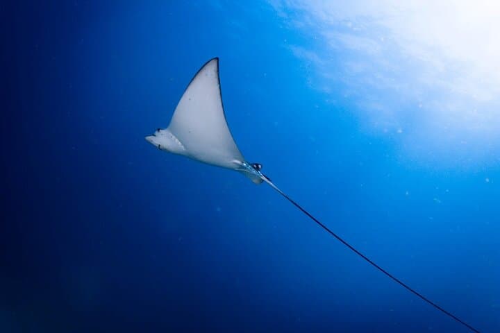 PADI Advanced Open Water — 2-Day Phi Phi Diving Course photo 3