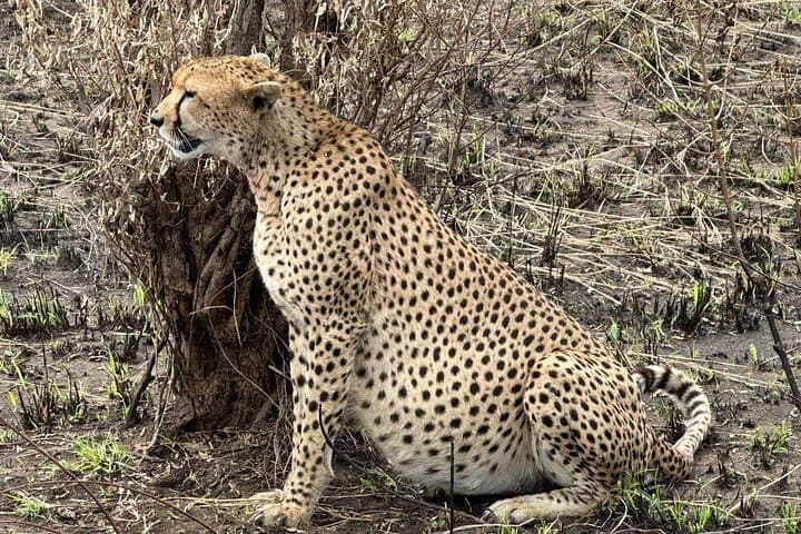 Maasai Mara Day Trip: Full-Day Game Drive from Nairobi photo 4
