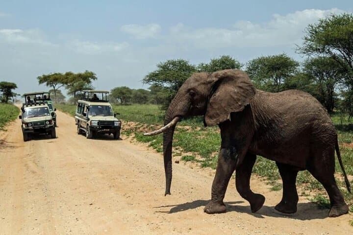 Tarangire Day Safari: Elephant Herds, Baobabs & Riverine Wildlife from Arusha photo 5