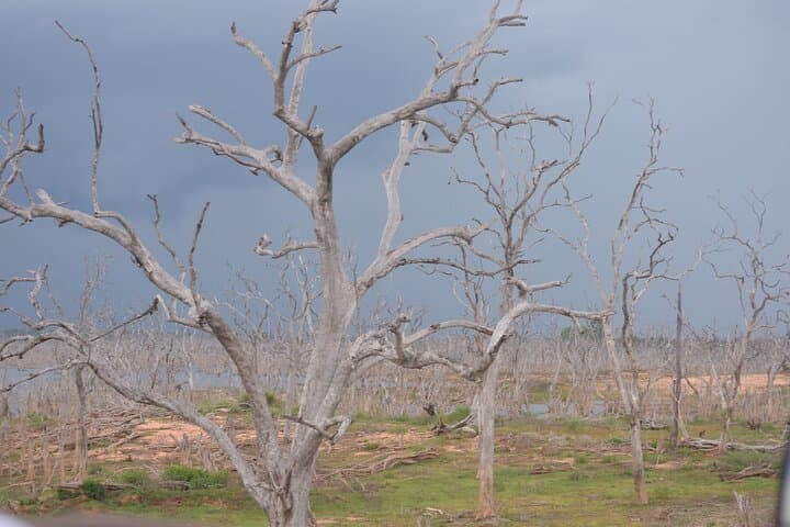 Yala National Park Full-Day Safari — Leopard Sightings & Wildlife Drive photo 4