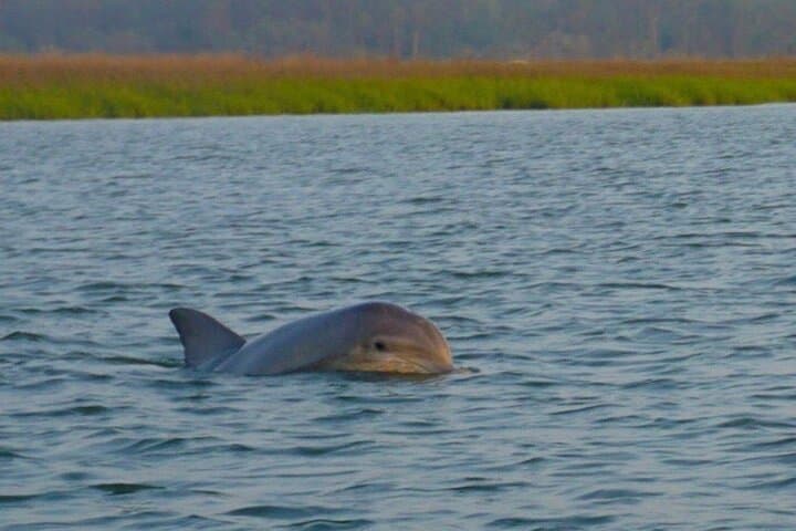 Private Sunset & Fireworks Dolphin Tour on Hilton Head Island photo 3