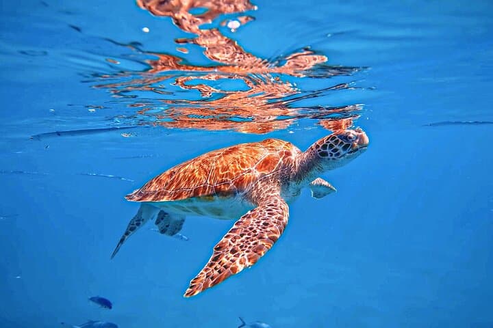 Perfect-Day Snorkel & Beach Lunch at Carlisle Bay, Barbados photo 3