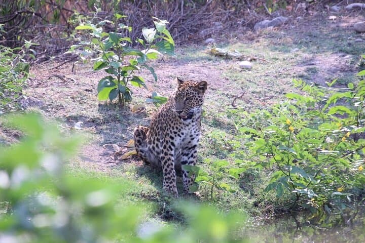 Ranipur Leopard Safari — Open-Jeep Wildlife Experience near Haridwar photo 2