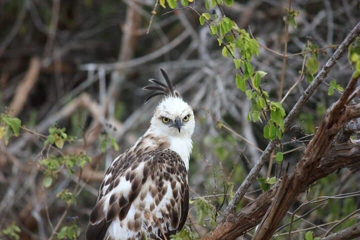 Yala National Park Full-Day Leopard Safari — Spot Sri Lanka's Elusive Leopard photo 2