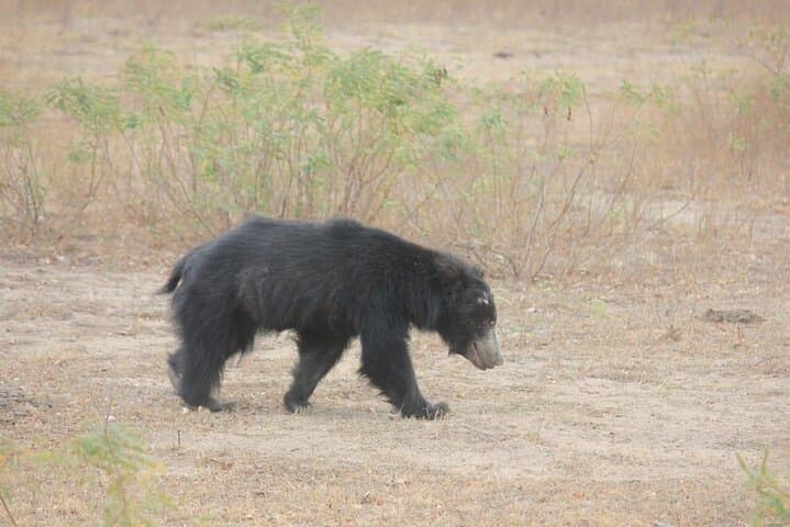 Yala National Park Full-Day Leopard Safari — Spot Sri Lanka's Elusive Leopard photo 3