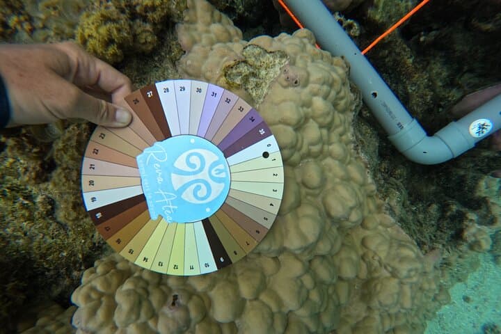 Moorea Reef Exploration with Reva Atea — Guided Snorkel & Coral Science