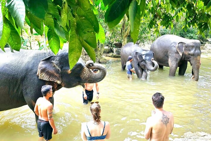 Hands-On Elephant Care in Koh Samui: Half-Day Oasis Experience