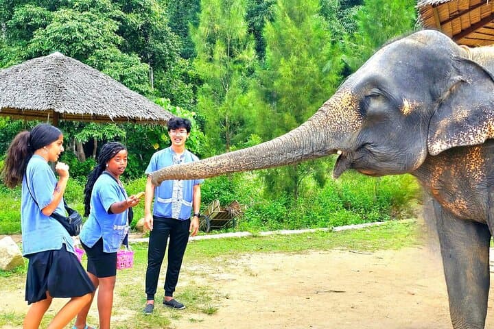Hands-On Elephant Care in Koh Samui: Half-Day Oasis Experience photo 5