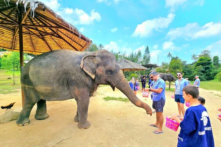 Hands-On Elephant Care in Koh Samui: Half-Day Oasis Experience photo 6