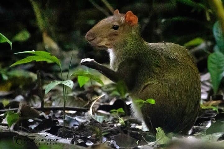 Monteverde Guided Eco Walk: Cloud Forest Birds, Plants & Nature Tour photo 5