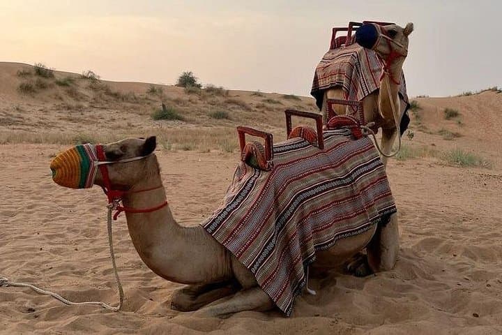 Private Morning Camel Safari in Ras Al Khaimah — 30-Minute Desert Camel Trek photo 2