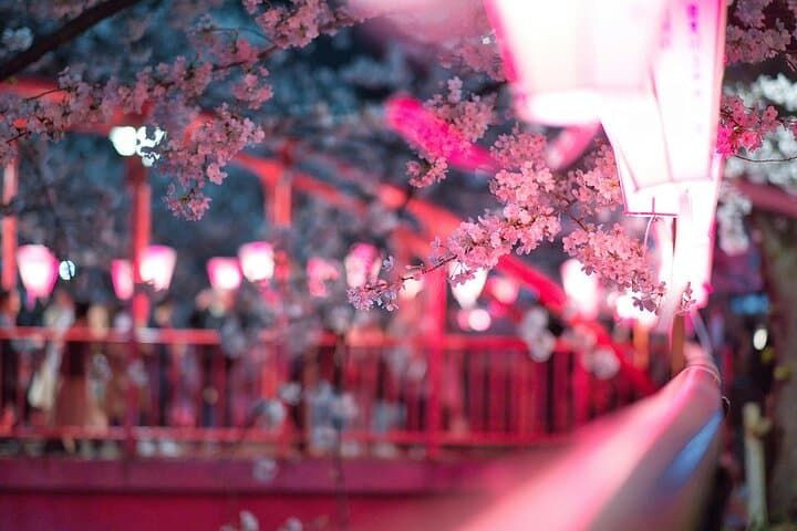 Kamakura Cherry Blossom Full-Day Walking Tour with a Local Guide photo 5