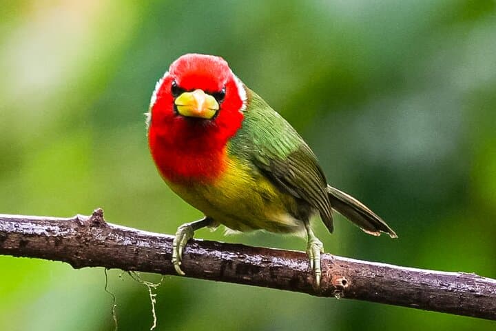 Mindo Birdwatching Tour — Guided Cloud-Forest Birding from Mindo Town photo 4