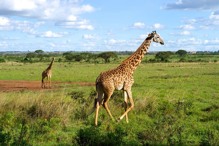 Visit Nairobi Giraffe Centre — Rothschild Giraffes & Conservation Experience photo 3