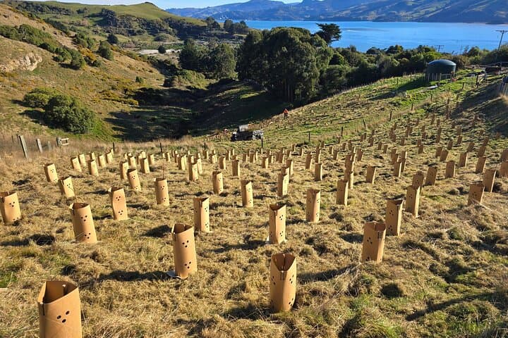 Otago Peninsula Wildlife & Penguin Tour: Up-Close Hoiho Viewing and Conservation photo 6