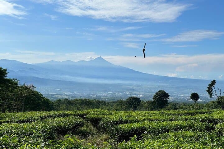 Malang Tea Plantation & Bee Farm: Half-Day Cultural Nature Tour photo 6