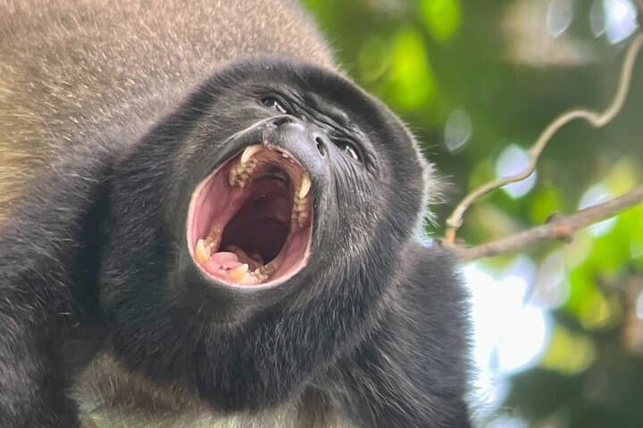 Explore Manuel Antonio National Park: Guided Wildlife & Beach Tour