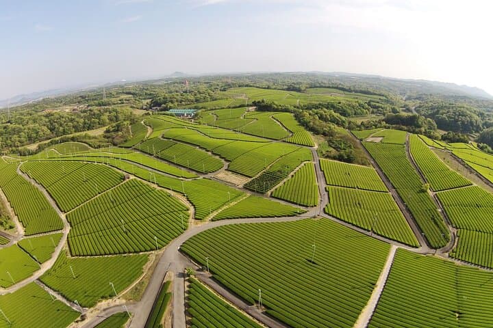 Fujikawachi Tea Fields Walking Tour: Learn Yamaguchi Tea with Local Farmers photo 2