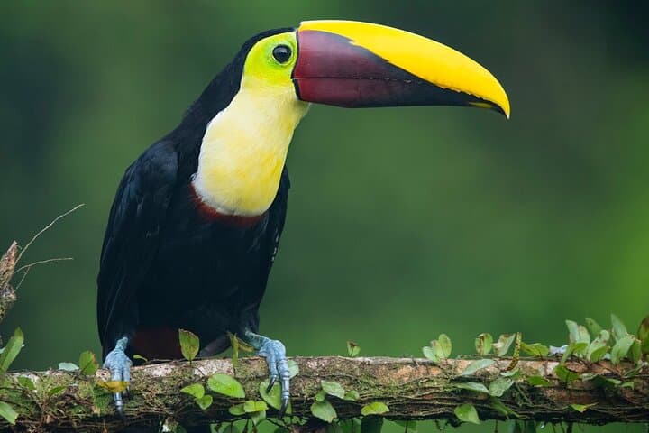 Playa Hermosa Sloth & Waterfall Wildlife Tour with Lunch photo 2