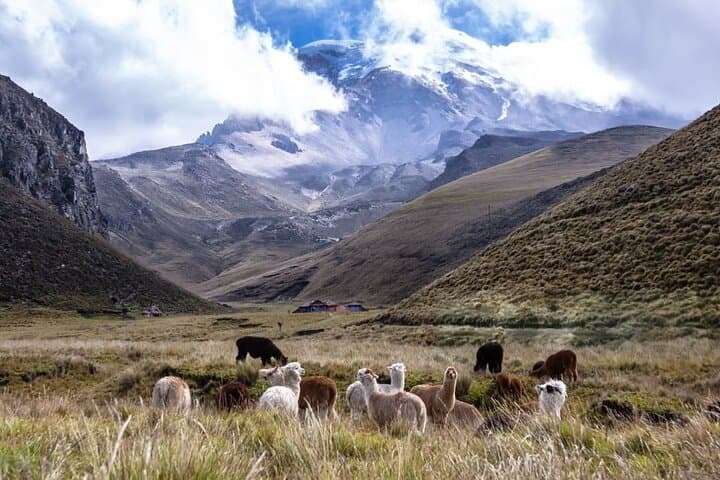 Between the Clouds: Journey to Chimborazo — Day Trip from Quito