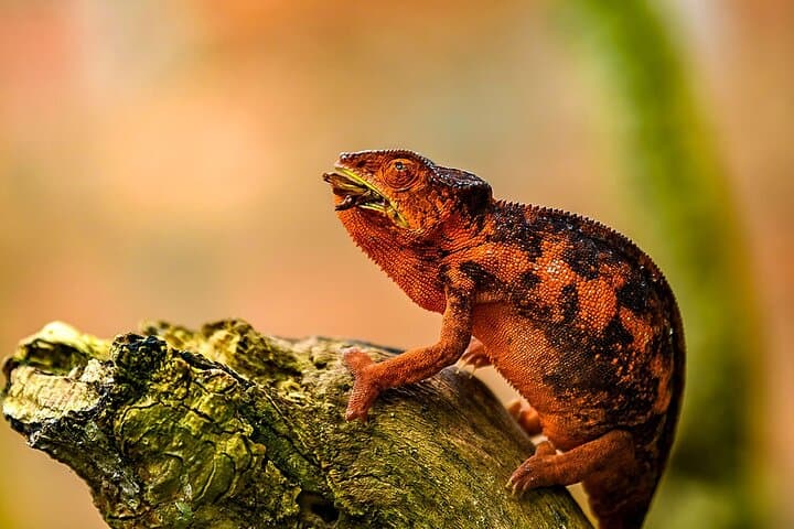 Madagascar Great Ring: 18-Day Private Jeep Safari From Tana to Toliara photo 6