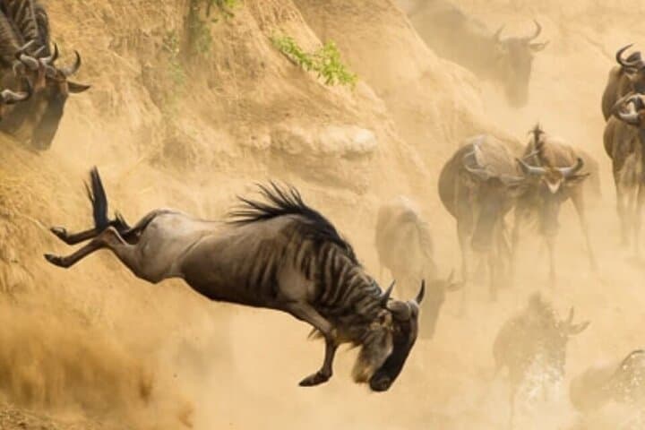 7-Day Serengeti Game Drive and Zanzibar Beach Safari photo 2