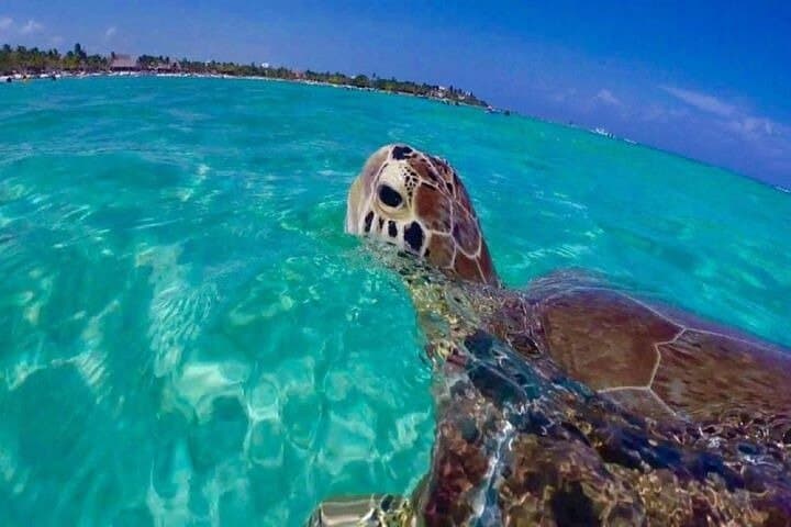 Half-Day Snorkel Tour from Margaritaville — St. Thomas Reef Excursion photo 2