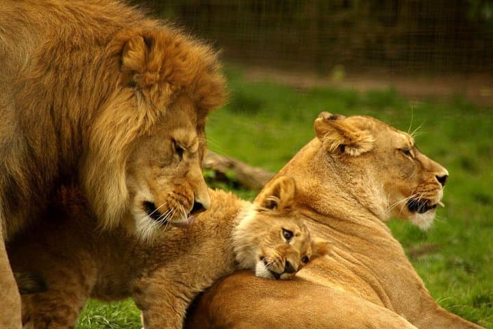 4-Day Kruger National Park and Panorama Route Adventure from Johannesburg photo 3