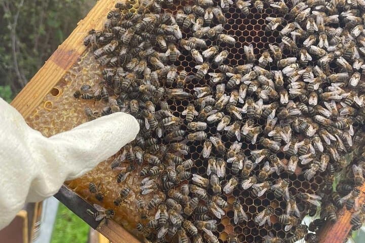 Evora Apiary Visit: Guided Beekeeping Tour and Honey Tasting photo 5