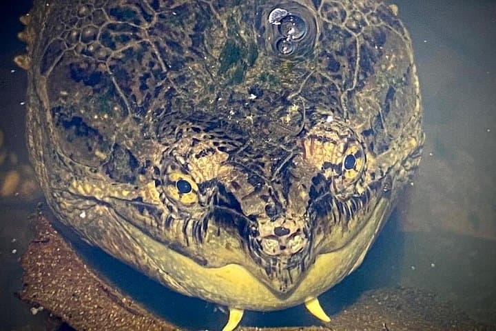 Sarapiquí Rainforest Night Walk — Guided Wildlife Tour in Costa Rica photo 2